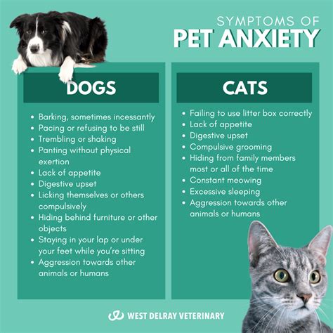 Pet Anxiety Fact Or Fiction West Delray Veterinary