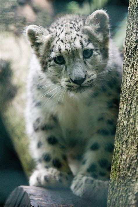 Pictures Of Snow Leopards Popsugar Pets