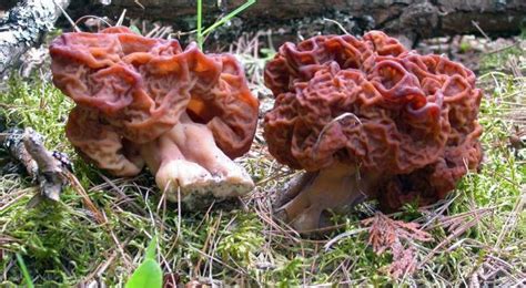 Top 10 Most Poisonous Mushrooms In The World