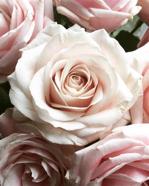 Sweet Avalanche Rose Roses Sweetavalanche Blush Wedding Flowers Beautiful Flowers