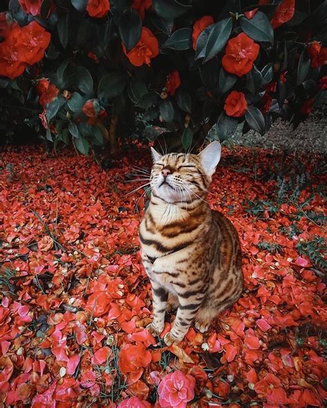 Sukiicat Loves Flowers 💐 Which Photo Is Your Favourite😍 Photos By