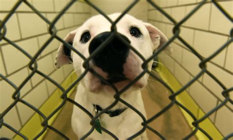 As Humane Society Expands In St Paul City Animal Control Sees