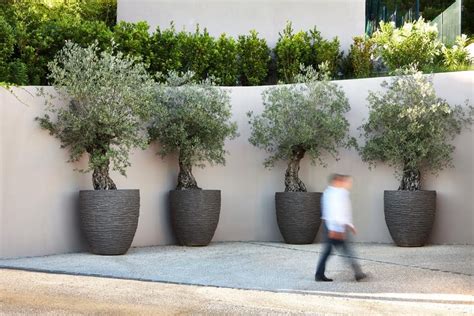 When selecting a container, opt for clay or wood. Atelier Vierkant | Cannes Olive trees Pots Courtyard ...