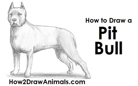 40 Best Collections Pitbull Dog Drawing Step By Step Sarah Sidney Blogs