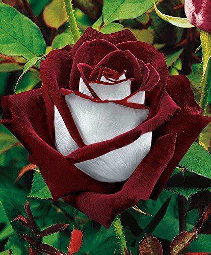 Buy 20 Rare Osiria Hybrid Tea Rose Seeds Exotic Rare Dragon Rose
