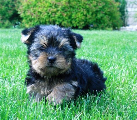 Cheap Teacup Yorkie Puppies For Sale Near Me- United ...