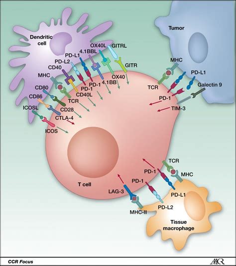 Cancer Immunotherapy Projections Immune Checkpoint Inhibitors Lead The Way Cancer Biology
