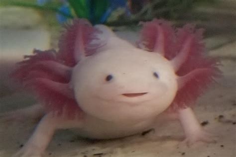 The Cutest Axolotl Ever ☺ Raxolotls
