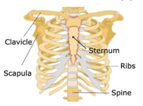 Learn the Bones of the Human Body for kids
