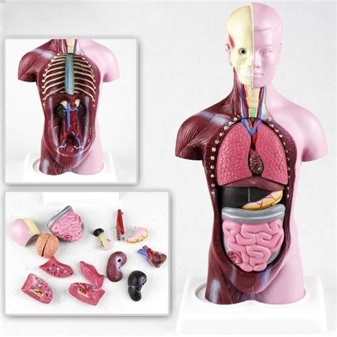 28cm Human Torso Body Model Anatomy Anatomical Heart Brain Skeleton Me