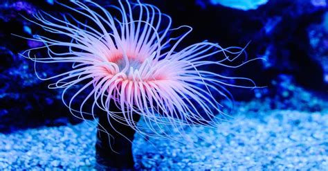 Sea Anemone Pictures Az Animals