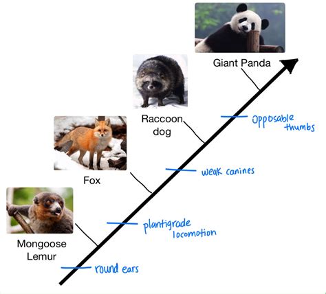 Evolutionary History Pandas United