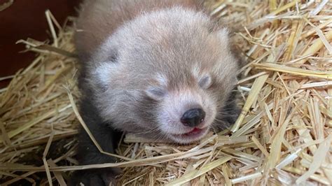 Red Panda Twins Born In Uk Bring Hope For Endangered Species The