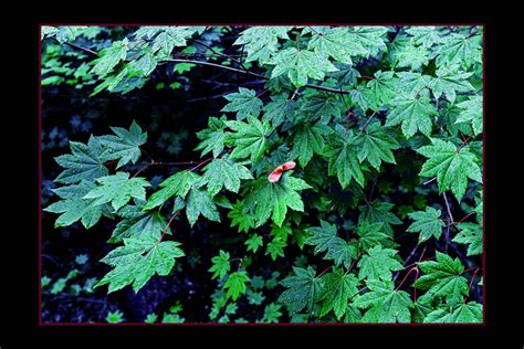 Maple Leaves And Red Whirlybird Sanford Lloyd Photography