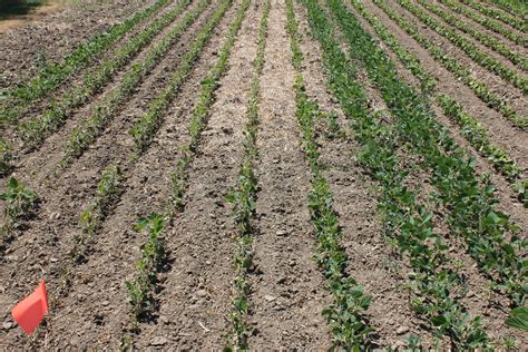 In fruit crops and fields against thrips and caterpillars. IMG_5646 - Field Crop News