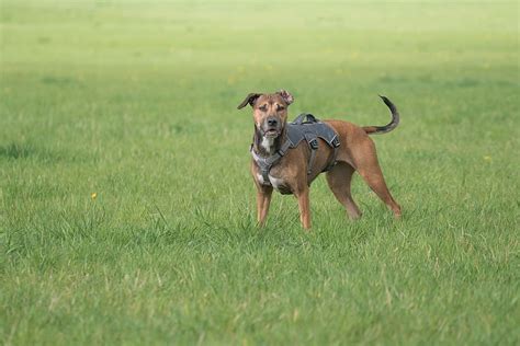 Hd Wallpaper Adult Tan Redbone Coonhound Rhodesian Ridgeback Dog