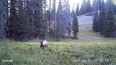 340 Class Bull Elk In Velvet On A Trail Camera Youtube