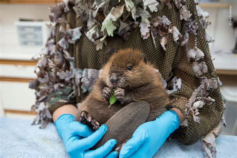 Wildlife Photographer Of The Year A Baby Beaver Given A Fighting