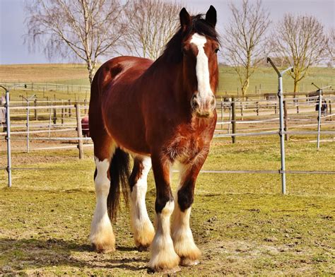 Das Shire Horse Seine Stärken Charakter Und Kennzahlen Viele Fotos