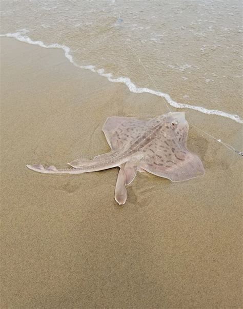 A Pink Dotted Stingray On The Caught And Released On The Beach Stock