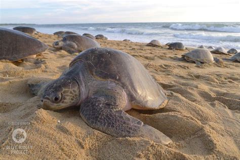The olive ridley project (orp) is on a mission to protect sea turtles and their habitats through rescue and rehabilitation, education and outreach, and scientific research. How many eggs does a sea turtle lay? | Olive Ridley Project