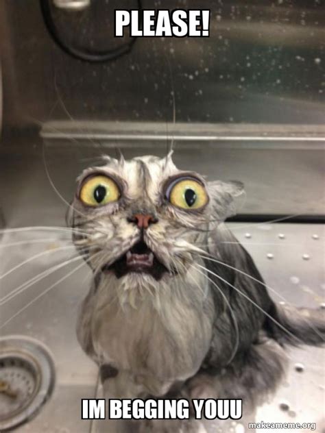 please im begging youu cat bath meme generator