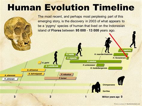 Afbeeldingsresultaat Voor Human Evolution Timeline Biología Geología