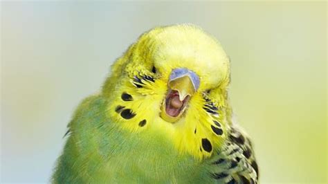 Bbc Earth When One Budgie Yawns Other Budgies Yawn Too