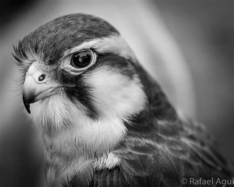 Animal Faces In Black And White Photo Contest Winners
