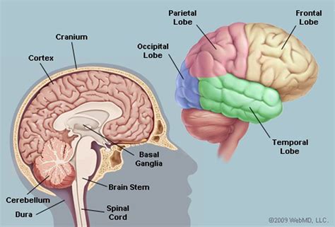 A Look Inside The Brain