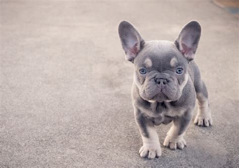 Female french bulldog height when fully grown: Mini French Bulldog: 10 Cute Facts You Didn't Know - All ...