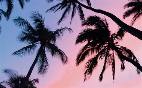 Download Wallpaper 3840x2400 Palm Trees Sky Bottom View Clouds