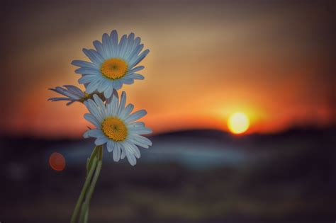 Daisy Sunset Matt Burke Flickr