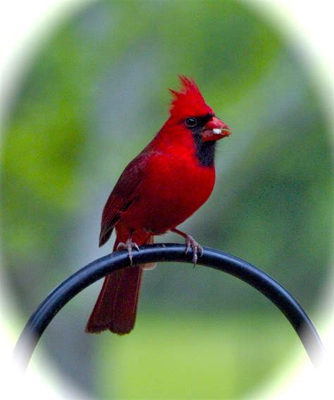 Male Cardinal Wild Birds Wild Animals