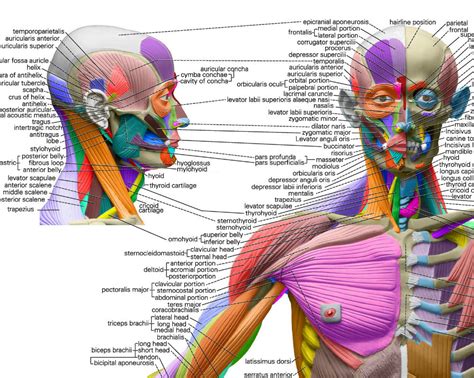 Human Anatomical Chart Muscular System Anatomy Wall