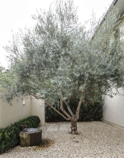 Simple Landscaping Ideas 10 Genius Gardens With An Olive Tree Gardenista