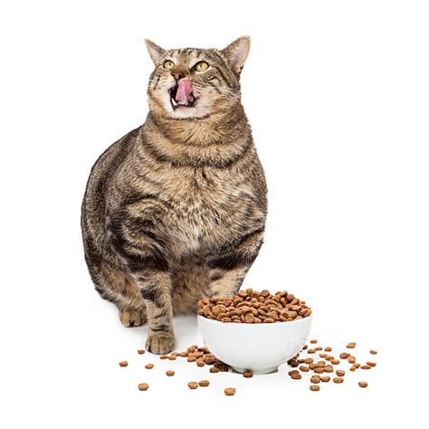 Choosing the best cat food for your cat can have a significant positive impact on your cat's happiness, health and even how long it lives. The best wet cat food for your cat | Pets Nurturing