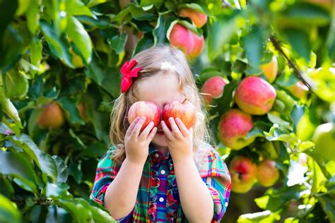 Maybe you would like to learn more about one of these? Use the YEGTreeMap to Find Trees for Fruit Picking in ...