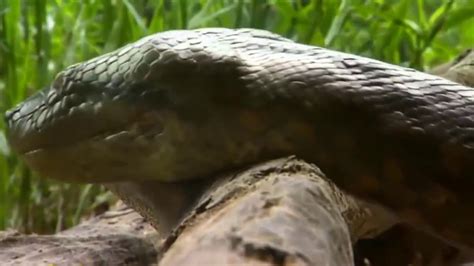 Giant Anaconda Worlds Longest Snake Found In Amazon River Youtube
