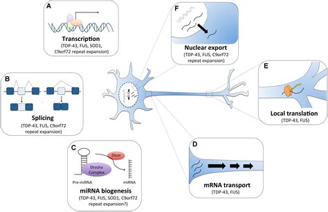 Frontiers Rna Dysregulation In Amyotrophic Lateral Sclerosis