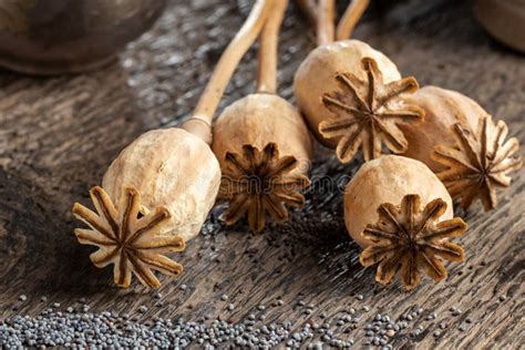 Dried Poppy Heads With Poppy Seeds Close Up Stock Image Image Of Health Rustic 172133957