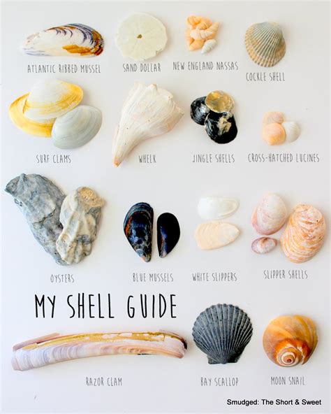 Smudged My Mid Atlantic Shell Guide