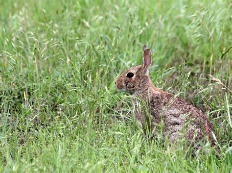 Cottontail Rabbit In Grass Free Stock Photo Public Domain Pictures