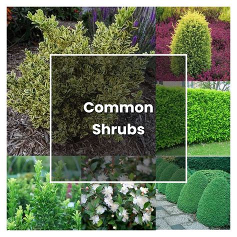 How To Grow Common Shrubs Plant Care And Tips Norwichgardener