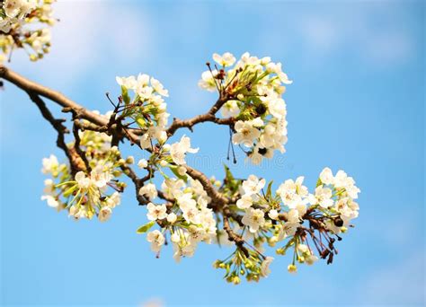 White Spring Blossoms Of Cherry Isolated Stock Image Image Of