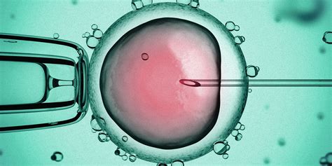 Fecundación in vitro qué es cuánto cuesta y cuáles son sus riesgos