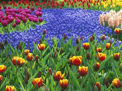 Обои Цветочное поле (тюльпаны, гиацинты) на рабочий стол