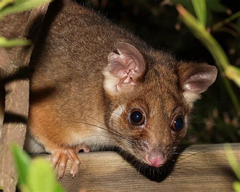 2009Oceans5 - Ring-tailed possum