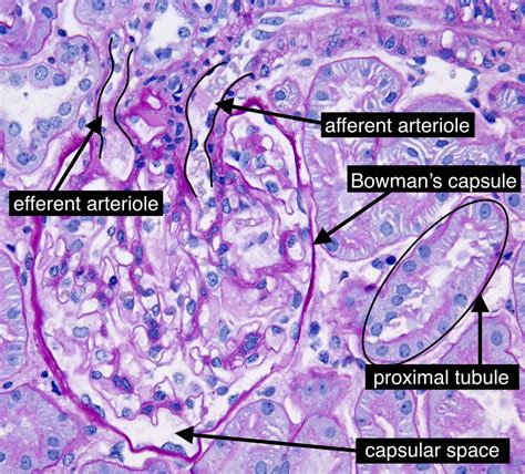 Urinary System Histology