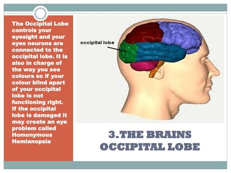 Ppt 3the Brains Occipital Lobe Powerpoint Presentation Free